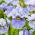 Mission Bay sibirisk iris, sibirisk flagga