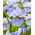 Mission Bay sibirisk iris, sibirisk flagga