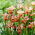 Paprikash Siberian iris, Siberian flag - large package! - 10 pcs