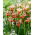 Paprikash Siberian iris, Siberian flag - large package! - 10 pcs