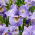 Mulinello Carino iris siberiano, bandiera siberiana