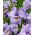 Mulinello Carino iris siberiano, bandiera siberiana