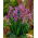 Glittrande Rose Siberian iris, Sibirisk flagga