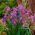 Glittrande Rose Siberian iris, Sibirisk flagga