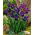 Teal Velvet Siberian iris, Siberian flag - large package! - 10 pcs