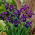 Teal Velvet Siberian iris, Siberian flag - large package! - 10 pcs