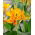 Tenerife canna lily - pacote grande! - 10 pcs.