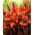 Cleopatra Red canna liliom - nagy csomag! - 10 db.