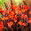 Cleopatra Red canna liliom - nagy csomag! - 10 db.