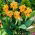 Picasso canna lily - stort paket! - 10 st