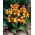 Lys Canna Reine Charlotte