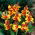 Lys Canna Reine Charlotte