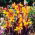 Semaphore canna lily - gros paquet ! - 10 pieces