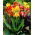 Canna lelie kleurenmix - groot pakket! - 10 stuks - 
