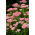 Auffälliger Fetthenne - Sedum spectabile - Sämling; Eispflanze, Schmetterlingsfetthenne - 