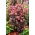 José Aubergine stonecrop - Sedum - seedling - large package! - 10 pcs