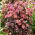 José Aubergine stonecrop - Sedum - seedling - large package! - 10 pcs