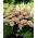 Matrona orpine - Sedum - sazenice