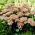 Matrona orpine - Sedum - sazenice