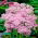 Strålende stenurt - Sedum - frøplante