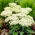 Stardust stonecrop - Sedum - frøplante