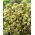 Summer Surprise orpine - Sedum - piantina - pacchetto grande! - 10 pezzi; per tutta la vita, lo stomaco di una rana, l'arpa Johnny, la vita eterna, la vita per sempre, gli uomini di mezza estate, l'orfano John, i sacchi di denaro della strega