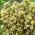 Summer Surprise orpine - Sedum - zaailing; leven lang, kikkerbuik, harpspelende Johnny, eeuwig leven, eeuwig leven, midzomermannen, Orphan John, heksengeldzakken - 