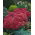 Munstead Dark Red orpine - Sedum - seedling