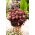 Rainbow Xenox orpine - Sedum - planta