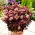Rainbow Xenox orpine - Sedum - planta