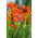 Red King crocosmia - rood - groot pakket! - 100 stuks - 