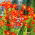 Red King Crocosmia - rot - XXL-Paket! - 500 Stk