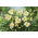 Arctic Snow daglilja - stort paket! - 10 st