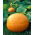 Zucca - Big Max - Enorme decorazione autunnale, fino a 45 kg per frutto - Semi Freschi