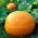Zucca - Big Max - Enorme decorazione autunnale, fino a 45 kg per frutto - Semi Freschi