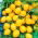 Kirschtomaten - Cytrynek Groniasty - Winzige, gelbe Freuden, mit reichhaltiger Ernte - Samen