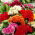 Tuppkam - Celosia argentea var. cristata - Värmetålig, flerfärgad charm - Färska frön