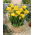 Gul dubbelfresia - XL-paket! - 500 st