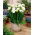 Hvid enkeltblomstret fresia - XL pakke! - 500 stk.