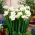 Hvid enkeltblomstret fresia - XL pakke! - 500 stk.