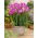 Frezie roz cu o singură floare - pachet XL! - 500 buc.