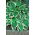 Fortunei Francee hosta, weegbree lelie - groot pakket! - 10 stuks - 