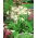 Ismene, Peruaanse narcis - groot pakket! - 10 stuks - 
