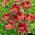 Little Missy daylily - XL package! - 50 pcs