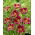 Little Missy daylily - XL package! - 50 pcs