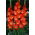 Nikita gladiolo - ¡paquete grande! - 50 pcs