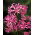 Nerine Bowdenii - stort paket! - 20 st