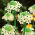 Chincherinchee gigante - Ornithogalum saundersiae - paquete grande! - 10 piezas
