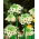 Chincherinchee gigante - Ornithogalum saundersiae - paquete grande! - 10 piezas