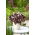 False shamrock - large package! - 50 pcs